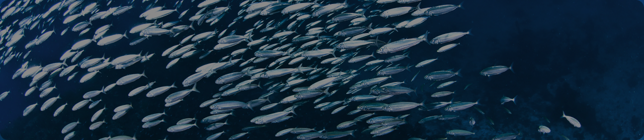 Sardines