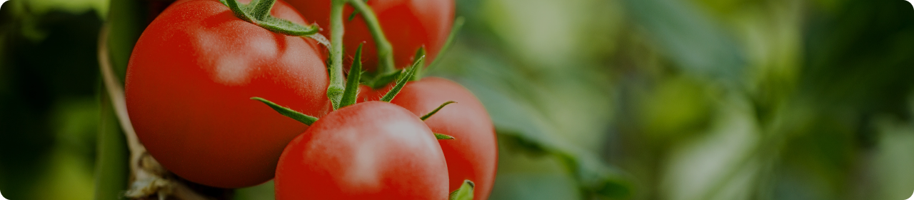 Concentré de Tomate